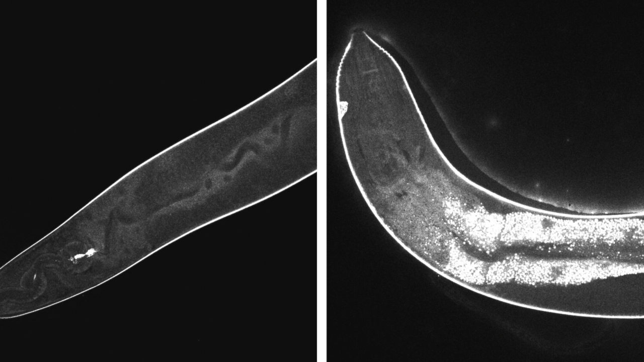 Tissue-digging nanodrills do just enough damage