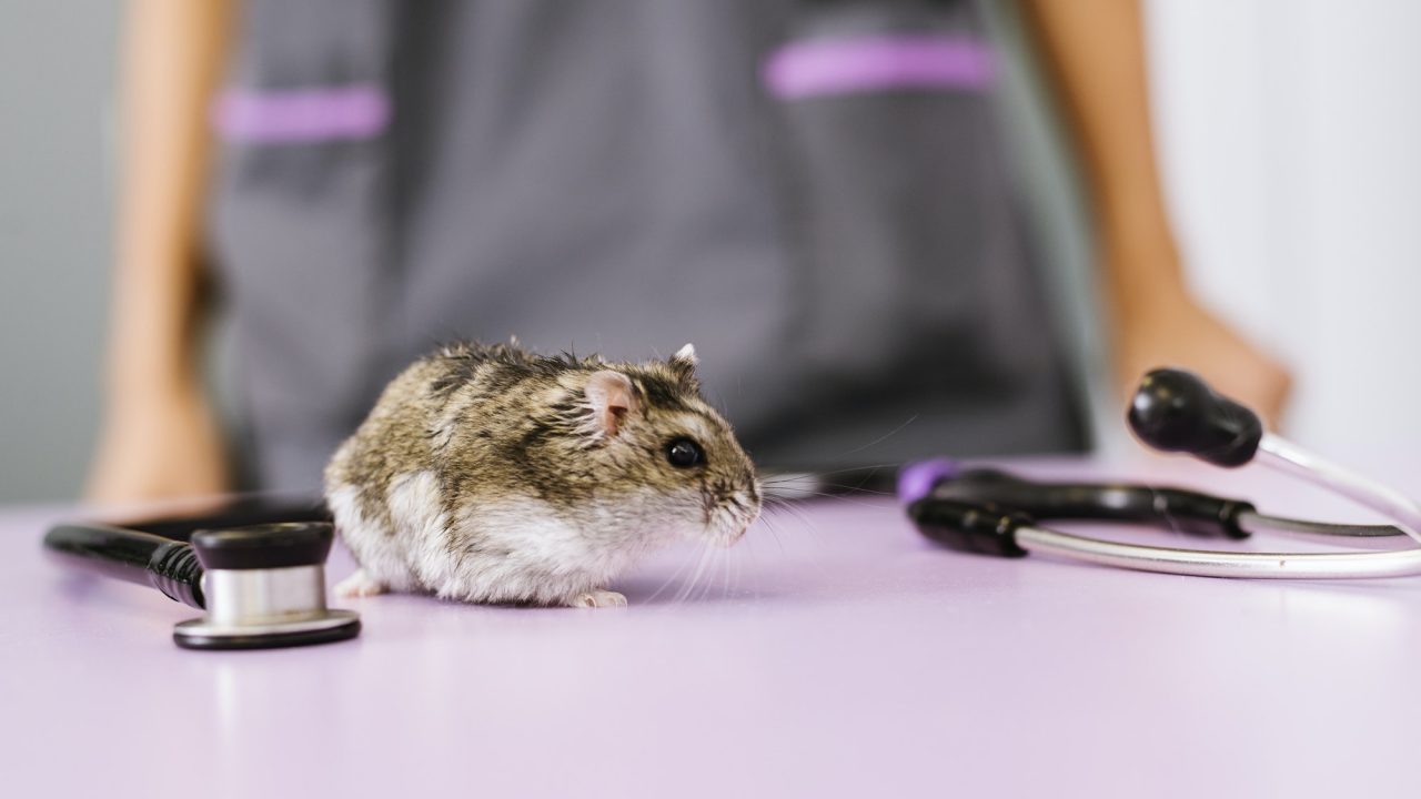 Researchers at UTMB find that frustration is an additional factor of addiction based on studies with rats