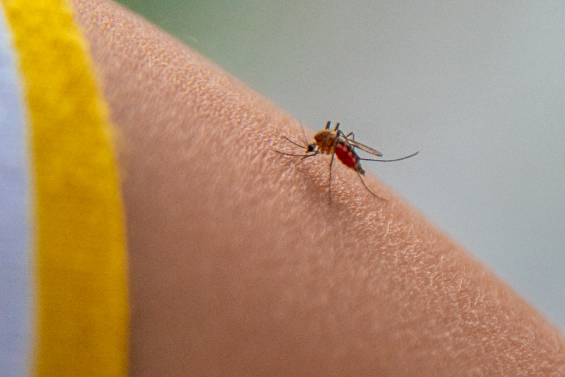 UTMB research uncovers how drug candidate stops dengue infection