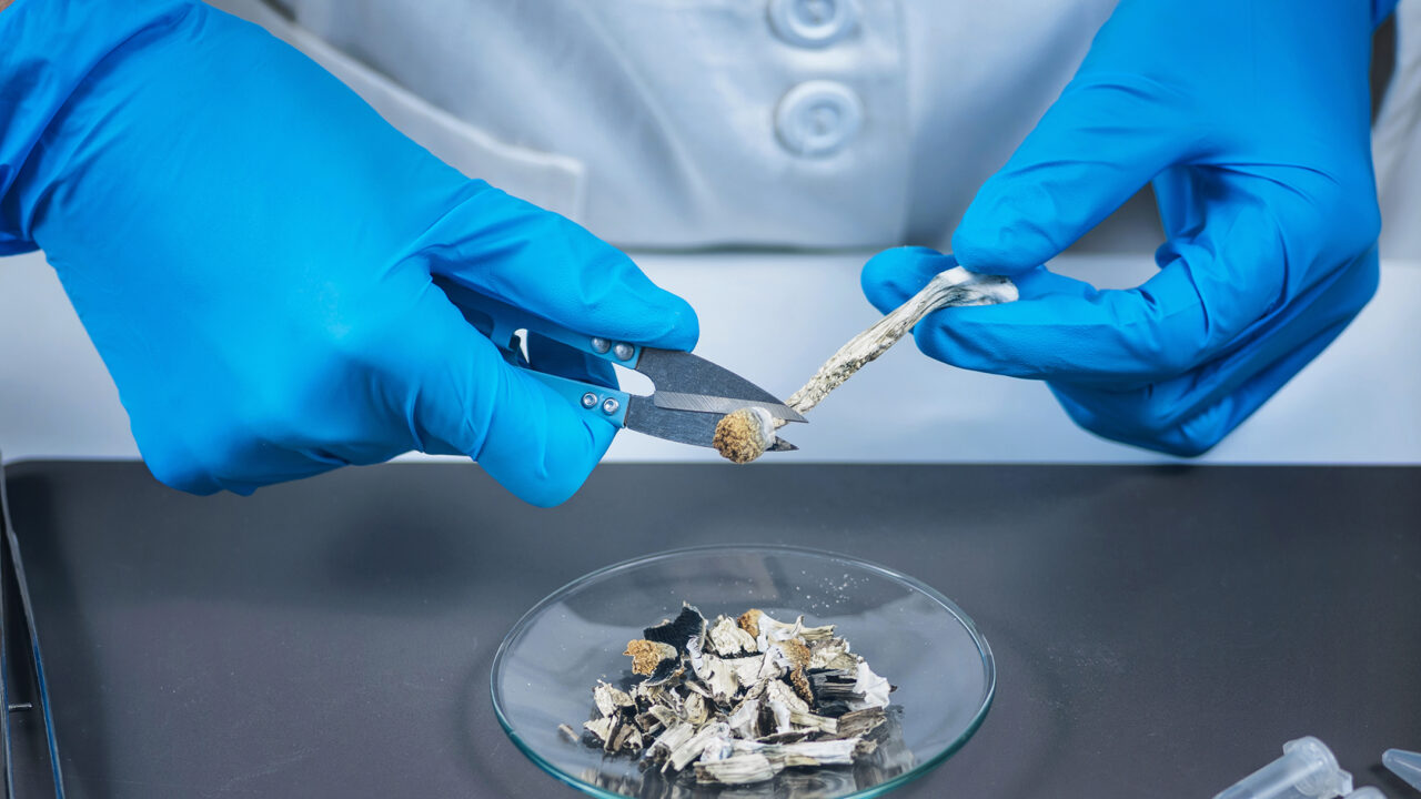 Medicinal mushrooms: evidence, applications, and considerations for clinical practice